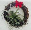Xerographica Wreath